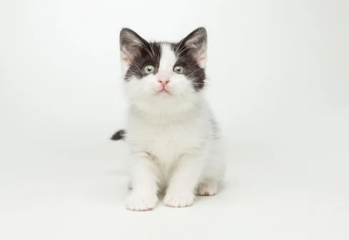 Coppell Humane Society rescue pet