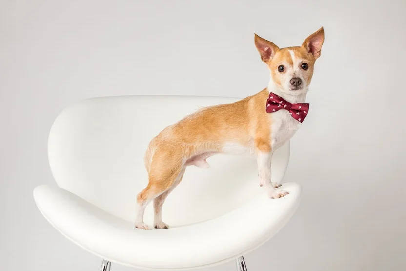Coppell Humane Society rescue pet