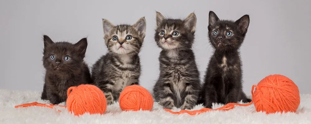 Coppell Humane Society volunteers and rescue pets
