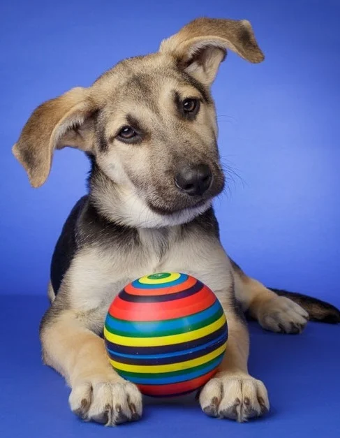 Adoptable dog