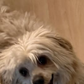 Meet Mr. Handsome! Thank you to his foster for opening her heart and home while he completes vet care.