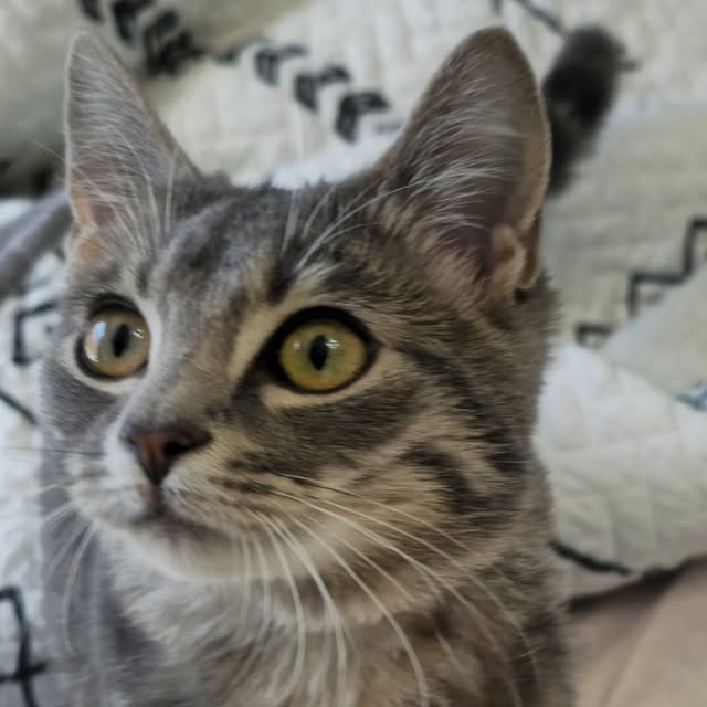 Found in Lewisville: gray tabby kitten near Main and Church Streets. Contact CHS to verify ownership.