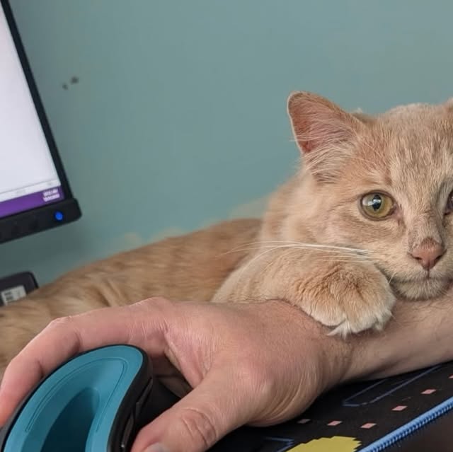 Ready for her forever home! Jyn is shy at first, but very playful. She loves wand toys and gets the zoomies.