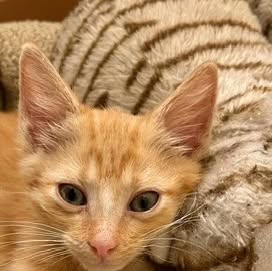Welcome Dora the Explorer to CHS! This little lady was found in a car engine and the kind people took the whole engine apart to get her out.